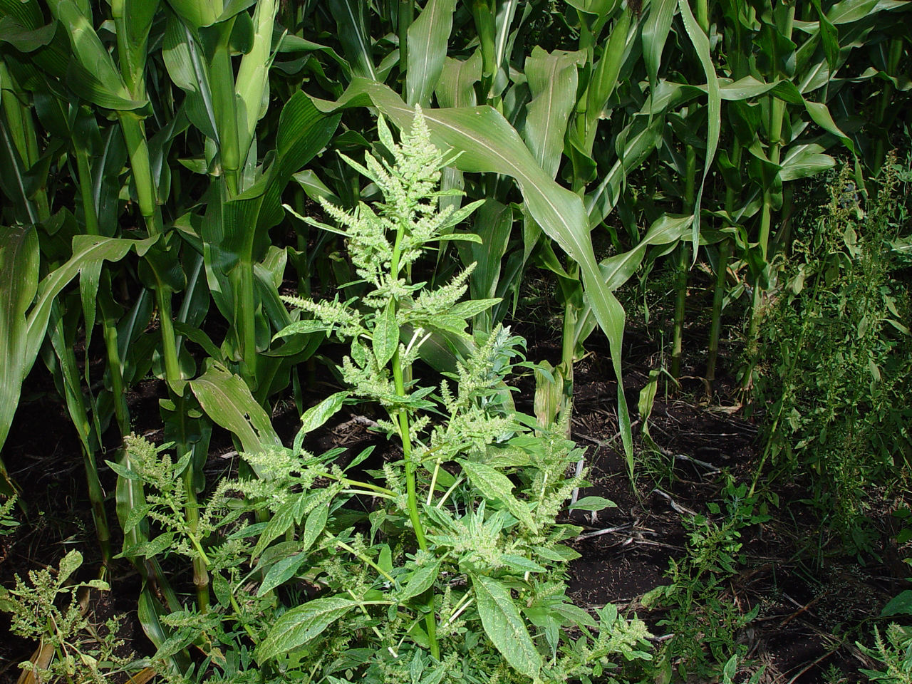 Waterhemp seed head 